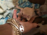 Chiots Chihuahua &agrave; vendre