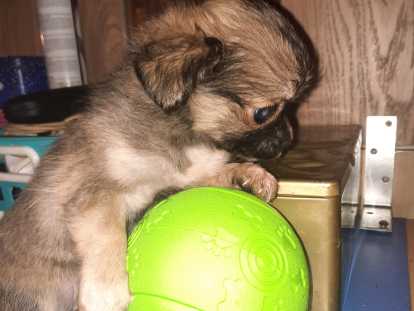 femelle bringer longs poils,gabarit moyen