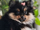 1 chiot femelle Spitz Nain Pom&eacute;ranien LOF d&rsquo;octobre 2025 &agrave; vendre