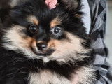 1 chiot femelle Spitz Nain Pom&eacute;ranien LOF d&rsquo;octobre 2025 &agrave; vendre