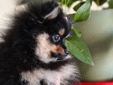 1 chiot femelle Spitz Nain Pom&eacute;ranien LOF d&rsquo;octobre 2025 &agrave; vendre