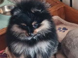 1 chiot femelle Spitz Nain Pom&eacute;ranien LOF d&rsquo;octobre 2025 &agrave; vendre