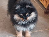 1 chiot femelle Spitz Nain Pom&eacute;ranien LOF d&rsquo;octobre 2025 &agrave; vendre