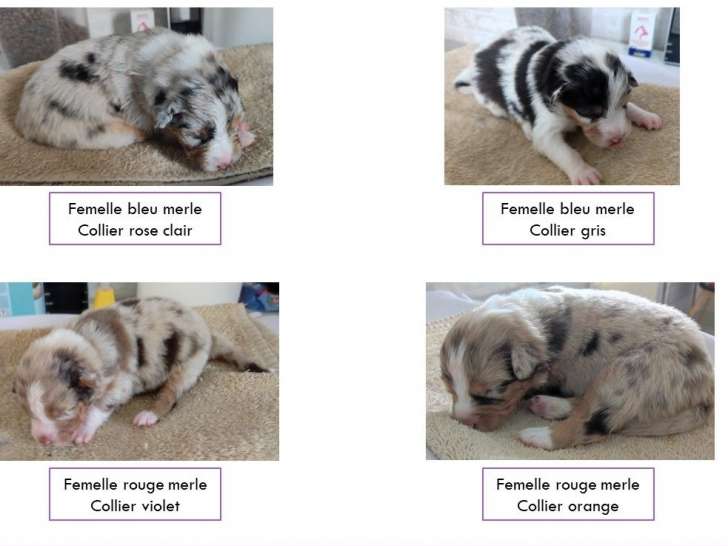 11 chiots Bergers Australiens LOF à réserver