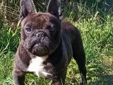 Saillie disponible avec 1 chien Bouledogue Fran&ccedil;ais LOF