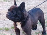 Saillie disponible avec 1 chien Bouledogue Fran&ccedil;ais LOF