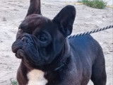 Saillie disponible avec 1 chien Bouledogue Fran&ccedil;ais LOF