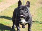 Saillie disponible avec 1 chien Bouledogue Fran&ccedil;ais LOF
