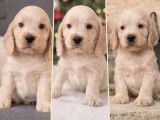 7 chiots m&acirc;les Cockers Anglais LOF &agrave; r&eacute;server