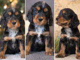7 chiots m&acirc;les Cockers Anglais LOF &agrave; r&eacute;server