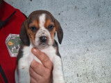 4 chiots Beagles LOF de novembre 2025 &agrave; vendre