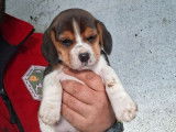 4 chiots Beagles LOF de novembre 2025 &agrave; vendre