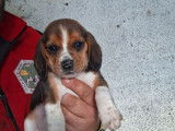 4 chiots Beagles LOF de novembre 2025 &agrave; vendre