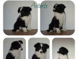 4 chiots Bergers Am&eacute;ricains Miniatures LOF &agrave; vendre