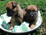 11 chiots Bergers Belges Malinois LOF n&eacute;s en d&eacute;cembre 2025 &agrave; r&eacute;server