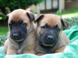 11 chiots Bergers Belges Malinois LOF n&eacute;s en d&eacute;cembre 2025 &agrave; r&eacute;server