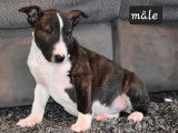 2 chiots Bull Terriers LOF n&eacute;s en octobre 2025 &agrave; vendre