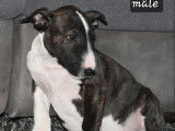 2 chiots Bull Terriers LOF n&eacute;s en octobre 2025 &agrave; vendre