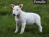 2 chiots Bull Terriers LOF n&eacute;s en octobre 2025 &agrave; vendre