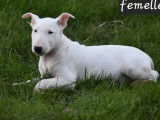 2 chiots Bull Terriers LOF n&eacute;s en octobre 2025 &agrave; vendre