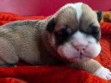 2 chiots femelles Bulldog Anglais LOF &agrave; r&eacute;server