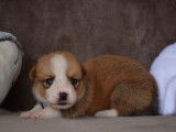 Des chiots Welsh Corgi Cardigan LOF &agrave; r&eacute;server