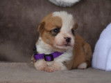 Des chiots Welsh Corgi Cardigan LOF &agrave; r&eacute;server