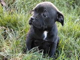 3 chiots Staffordshire Bull Terrier LOF &agrave; vendre, 2 femelles et 1 m&acirc;le n&eacute;s en octobre 2025