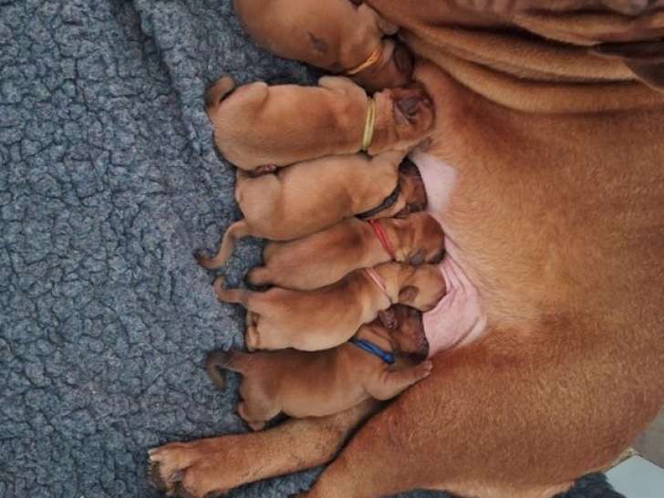 Réservation ouverte pour plusieurs chiots Dogue de Bordeaux LOF, mâles et femelles de décembre 2025