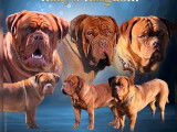 Réservation ouverte pour plusieurs chiots Dogue de Bordeaux LOF, mâles et femelles de décembre 2025