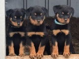 4 chiots femelles Rottweilers LOF couleur noire et feu &agrave; vendre