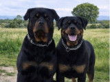 4 chiots femelles Rottweilers LOF couleur noire et feu &agrave; vendre