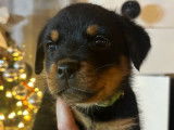 4 chiots femelles Rottweilers LOF couleur noire et feu &agrave; vendre