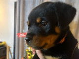 4 chiots femelles Rottweilers LOF couleur noire et feu &agrave; vendre