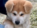 Un chiot Akita Inu m&acirc;le LOF d'octobre 2025 &agrave; vendre