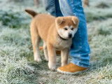 Un chiot Akita Inu m&acirc;le LOF d'octobre 2025 &agrave; vendre