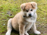 Un chiot Akita Inu m&acirc;le LOF d'octobre 2025 &agrave; vendre