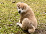 Un chiot Akita Inu m&acirc;le LOF d'octobre 2025 &agrave; vendre