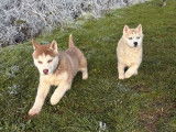 2 chiots femelles Huskies de Sib&eacute;rie LOF &agrave; vendre