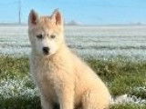 2 chiots femelles Huskies de Sib&eacute;rie LOF &agrave; vendre