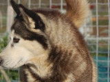 2 chiots femelles Huskies de Sib&eacute;rie LOF &agrave; vendre