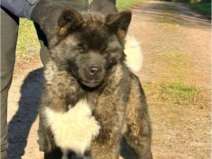 2 chiots femelles Akita Américains LOF à vendre, nées en juillet 2025