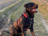 Chiots Rottweiler &agrave; vendre