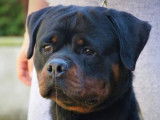Chiots Rottweiler &agrave; vendre