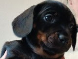 Chiots Teckel Nain &agrave; poil ras &agrave; vendre