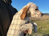 1 chiot femelle Setter Anglais LOF &agrave; vendre, n&eacute;e en octobre 2025, couleur lemon