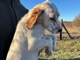 1 chiot femelle Setter Anglais LOF à vendre, née en octobre 2025, couleur lemon