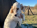1 chiot femelle Setter Anglais LOF à vendre, née en octobre 2025, couleur lemon
