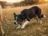 Saillie disponible avec 1 chien Border Collie LOF