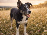 Saillie disponible avec 1 chien Border Collie LOF